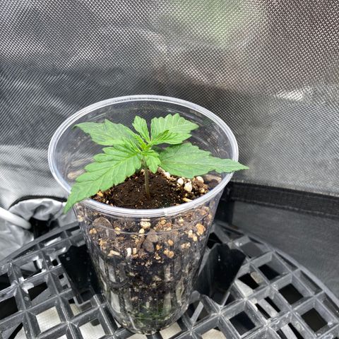 3B X TD growlog timeline photo