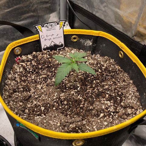 DG x GC growlog timeline photo