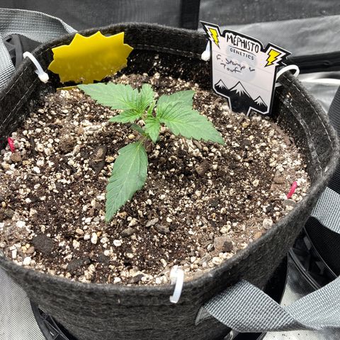 FS X TD growlog timeline photo