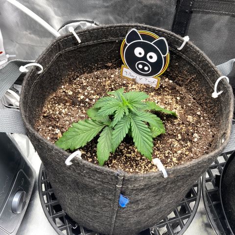 3B X TD growlog timeline photo