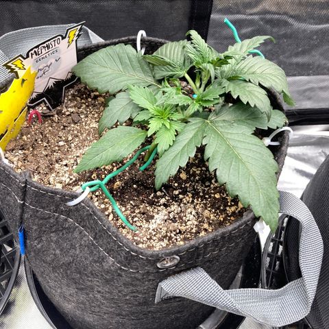 FS X TD growlog timeline photo