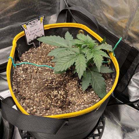 DG x GC growlog timeline photo