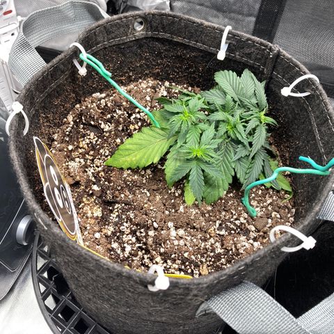 3B X TD growlog timeline photo