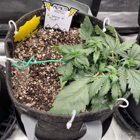 FS X TD growlog timeline photo