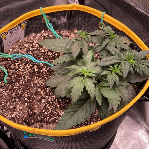 DG x GC growlog timeline photo