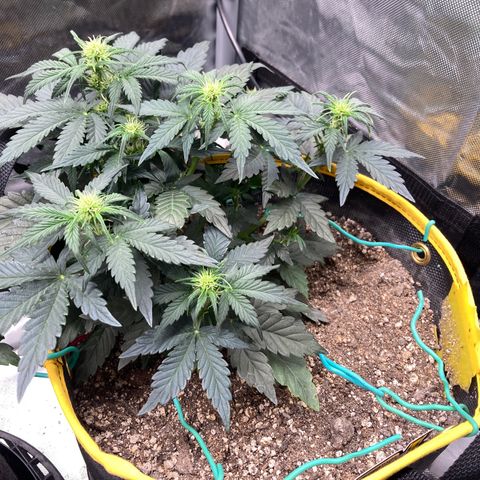 DG x GC growlog timeline photo