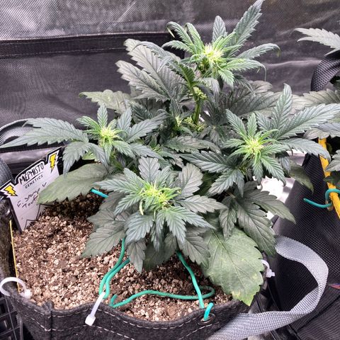 FS X TD growlog timeline photo
