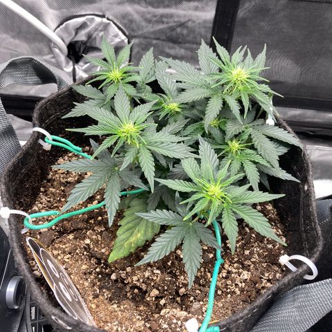 3B X TD growlog timeline photo