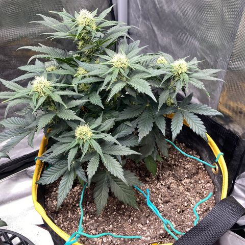 DG x GC growlog timeline photo