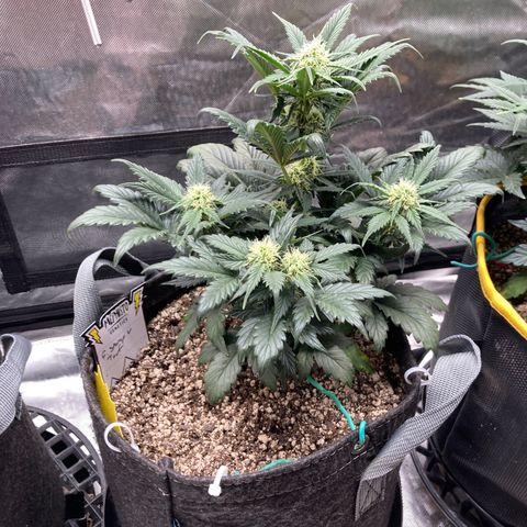 FS X TD growlog timeline photo