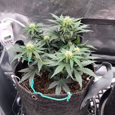 3B X TD growlog timeline photo