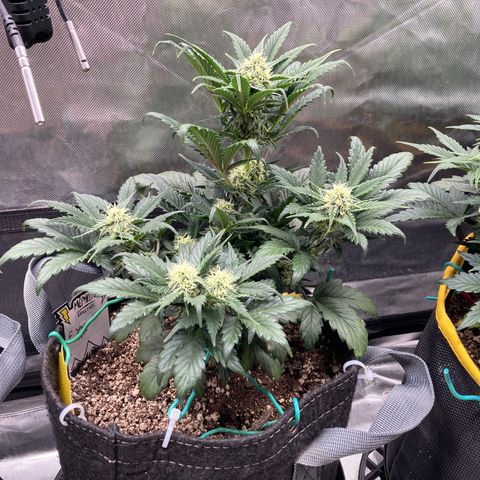 FS X TD growlog timeline photo