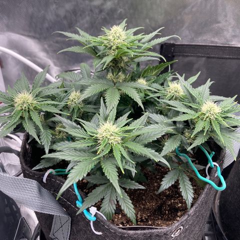 3B X TD growlog timeline photo
