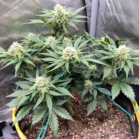 DG x GC growlog timeline photo