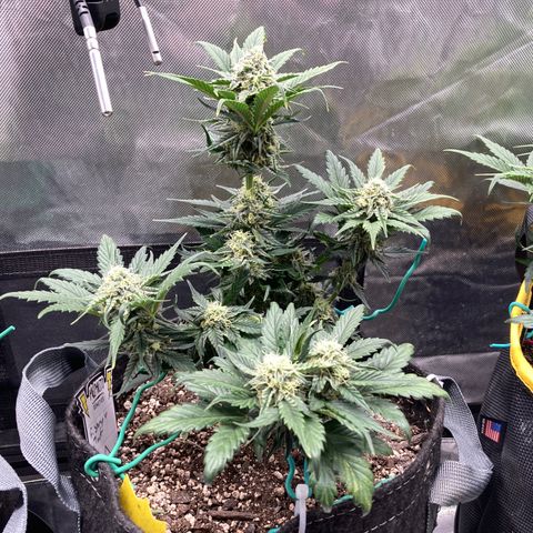 FS X TD growlog timeline photo