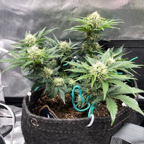 3B X TD growlog timeline photo