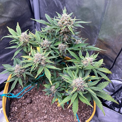 DG x GC growlog timeline photo