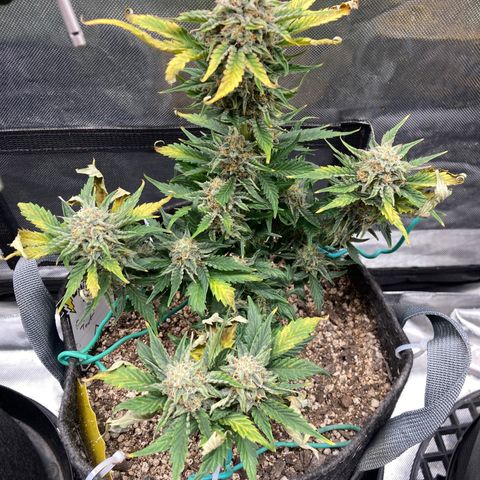 FS X TD growlog timeline photo