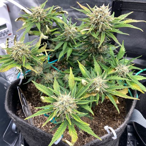 3B X TD growlog timeline photo
