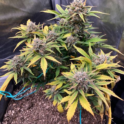 DG x GC growlog timeline photo