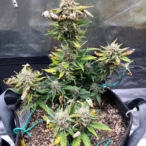 FS X TD growlog timeline photo