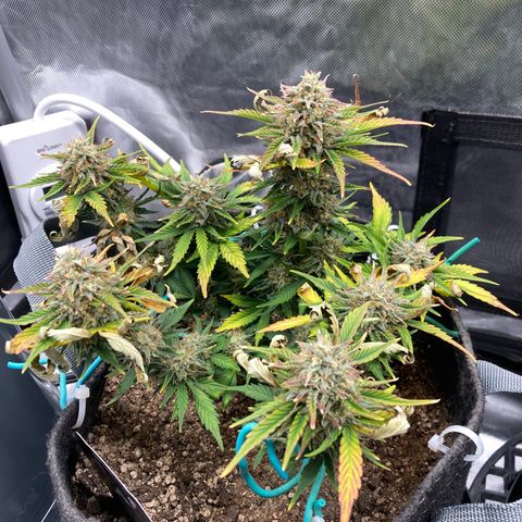 3B X TD growlog timeline photo