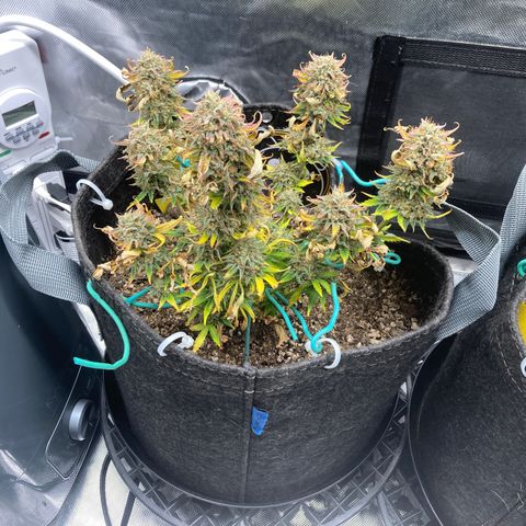 3B X TD growlog timeline photo