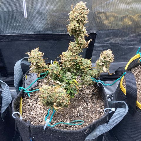 FS X TD growlog timeline photo