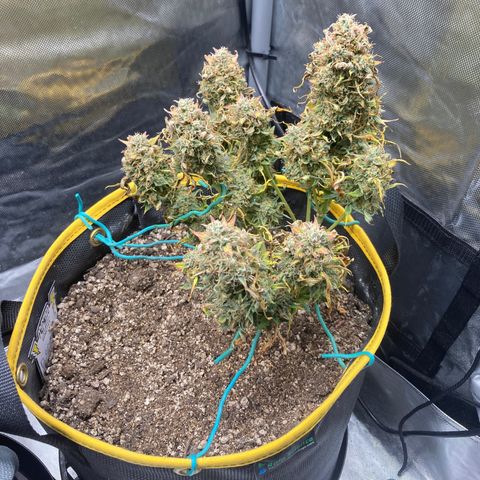DG x GC growlog timeline photo