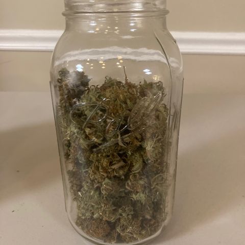 DG x GC growlog timeline photo