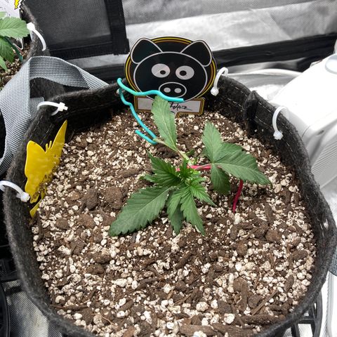 Toof Decay growlog timeline photo