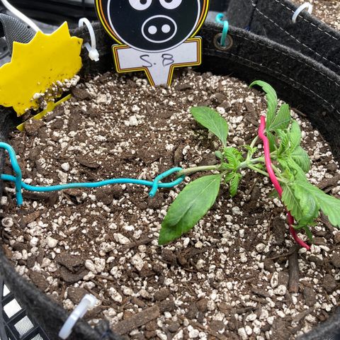 Sour Bubbly growlog timeline photo
