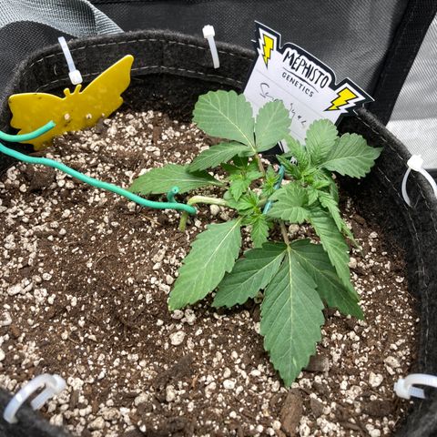 Samsquatch OG growlog timeline photo