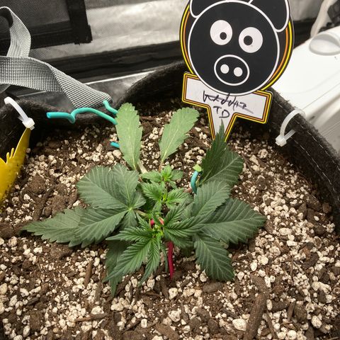 Toof Decay growlog timeline photo