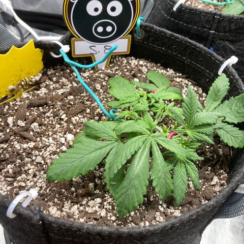 Sour Bubbly growlog timeline photo