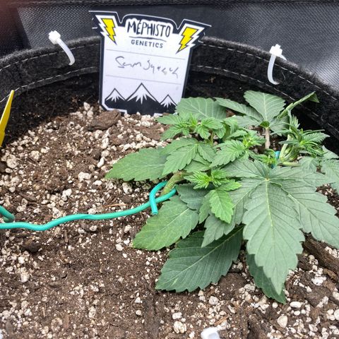 Samsquatch OG growlog timeline photo