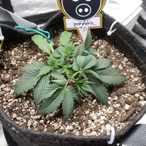 Toof Decay growlog timeline photo