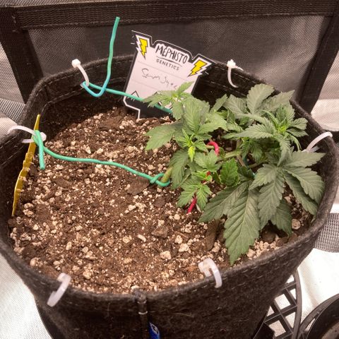 Samsquatch OG growlog timeline photo