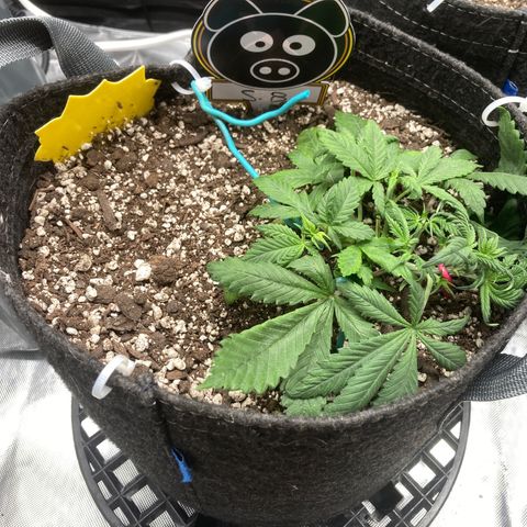 Samsquatch OG growlog timeline photo