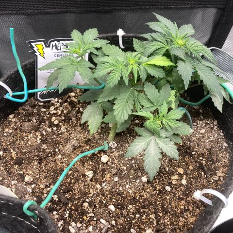 Samsquatch OG growlog timeline photo