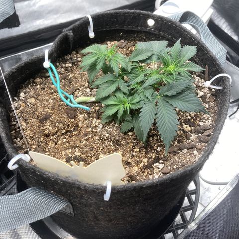 Toof Decay growlog timeline photo