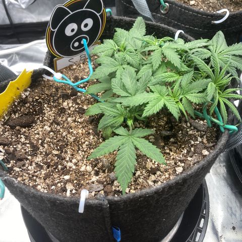 Sour Bubbly growlog timeline photo