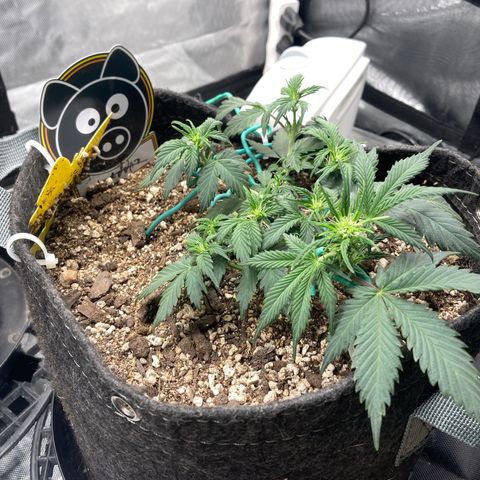 Toof Decay growlog timeline photo