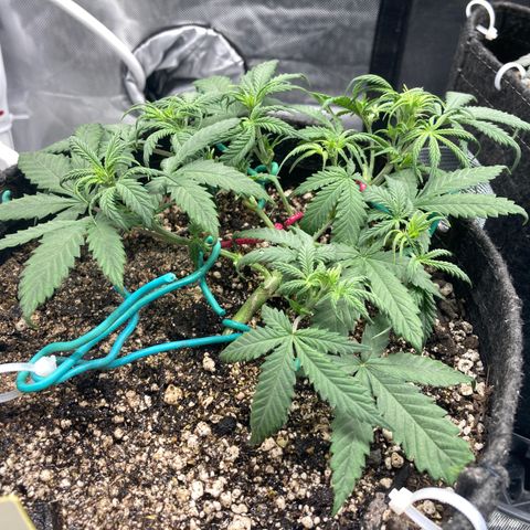 Sour Bubbly growlog timeline photo