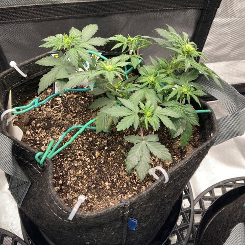 Samsquatch OG growlog timeline photo