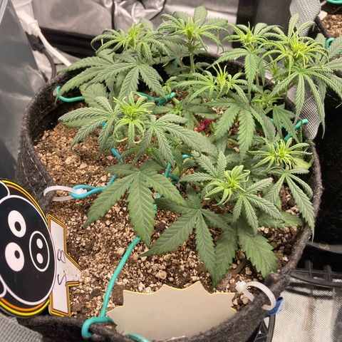 Sour Bubbly growlog timeline photo