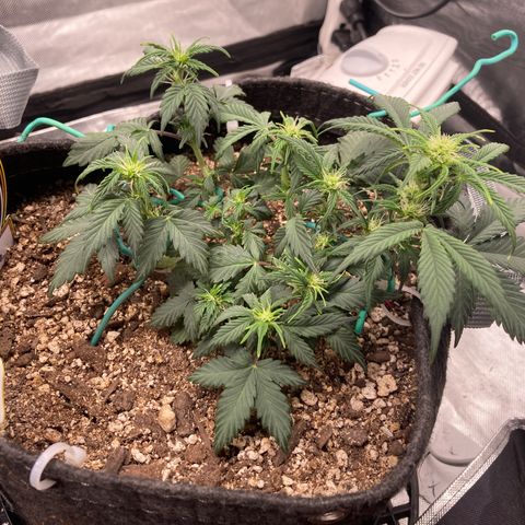 Toof Decay growlog timeline photo
