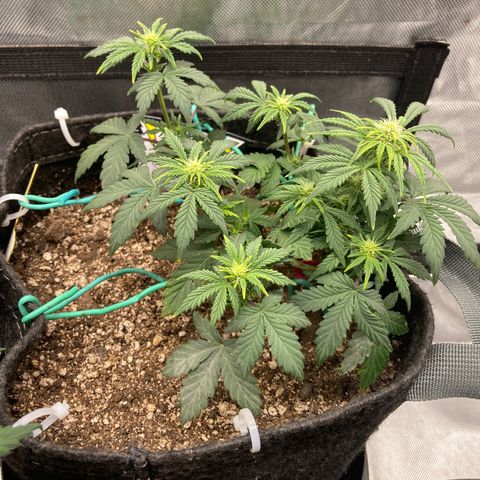Samsquatch OG growlog timeline photo