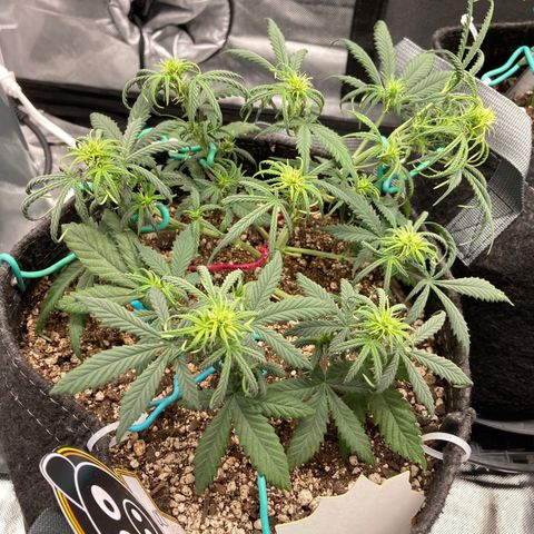 Sour Bubbly growlog timeline photo