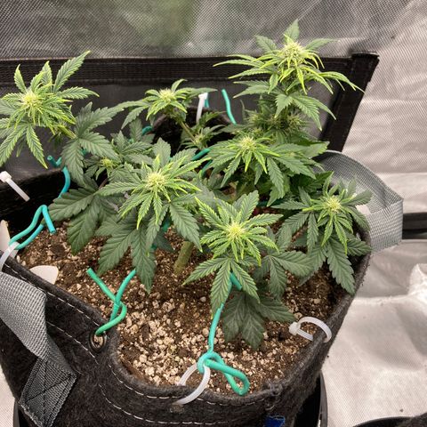 Samsquatch OG growlog timeline photo